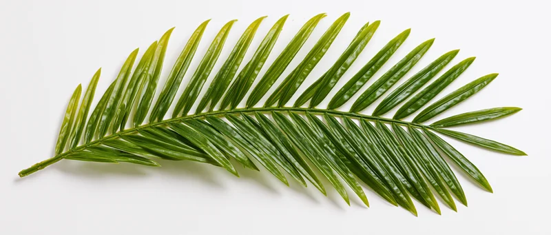 Single tropical palm frond lying flat on white background