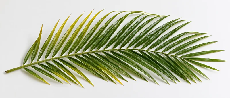 Single tropical palm frond lying flat on white background