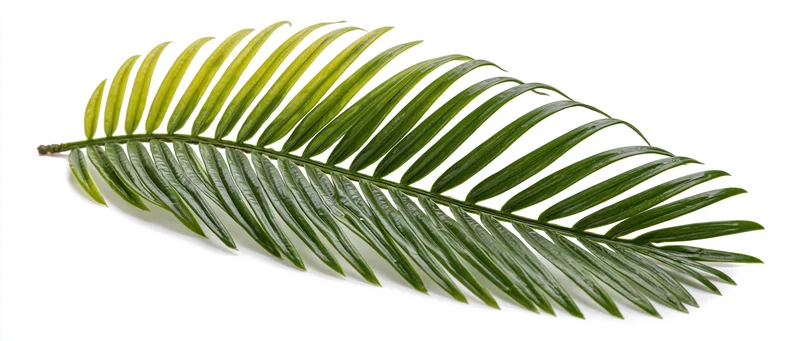 Single tropical palm frond lying flat on white background