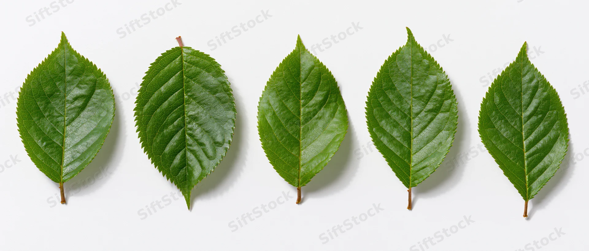 Five green cherry leaves arranged in a row on a white background