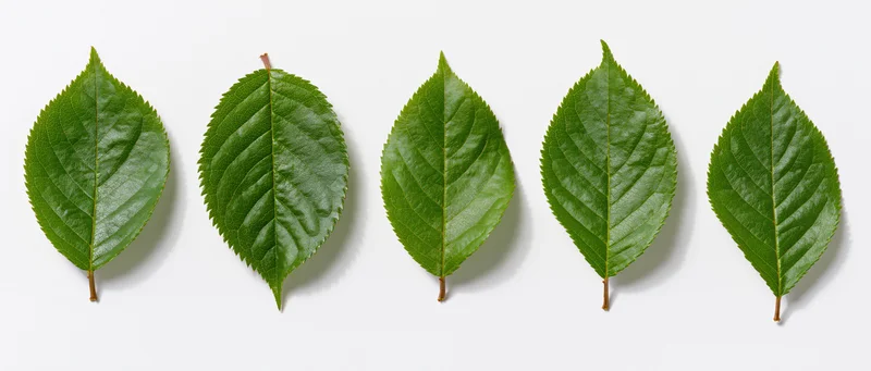 Five green cherry leaves arranged in a row on a white background