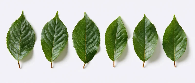 Six fresh green cherry leaves arranged in two rows on a white background