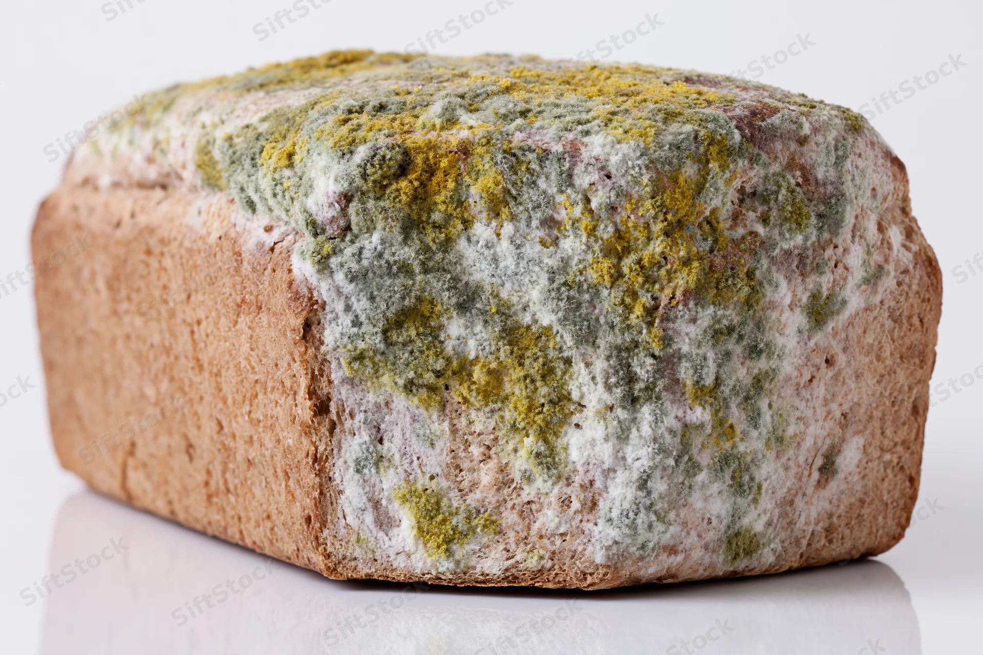 Moldy loaf of whole wheat bread on a white reflective surface