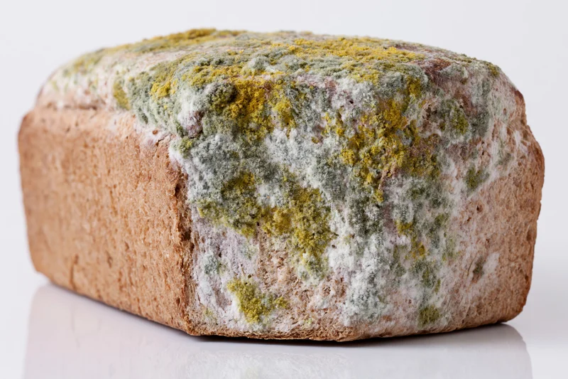 Moldy loaf of whole wheat bread on a white reflective surface