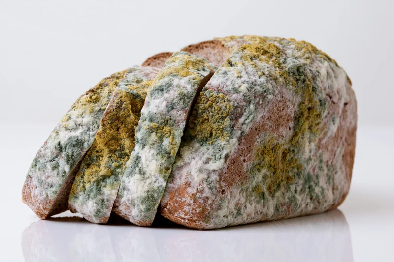 Sliced loaf of moldy whole wheat bread on white surface with reflection
