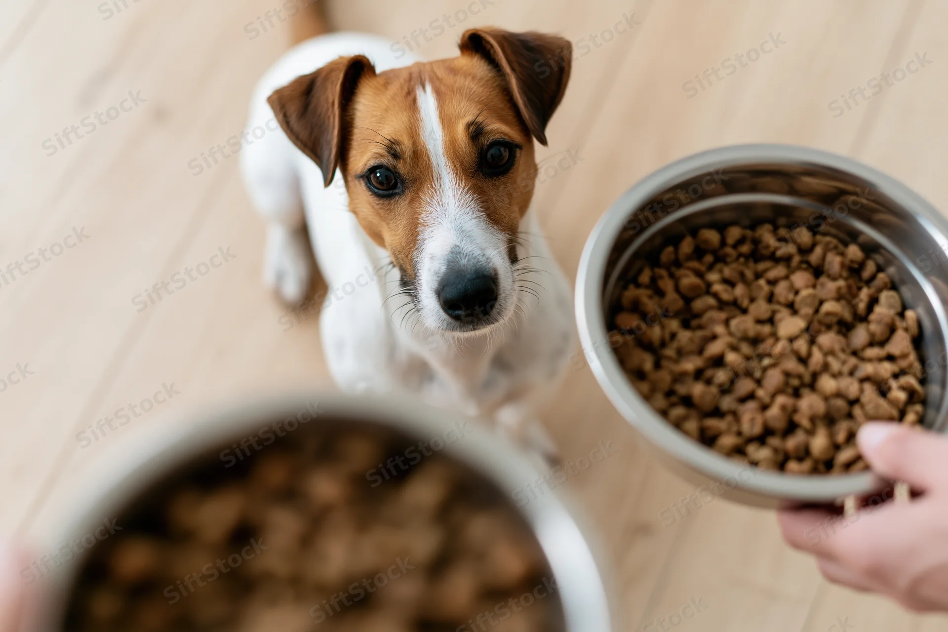 Small jack russell terrier sitting on light wood floor looking up at hand holding metal bowl of dry dog food