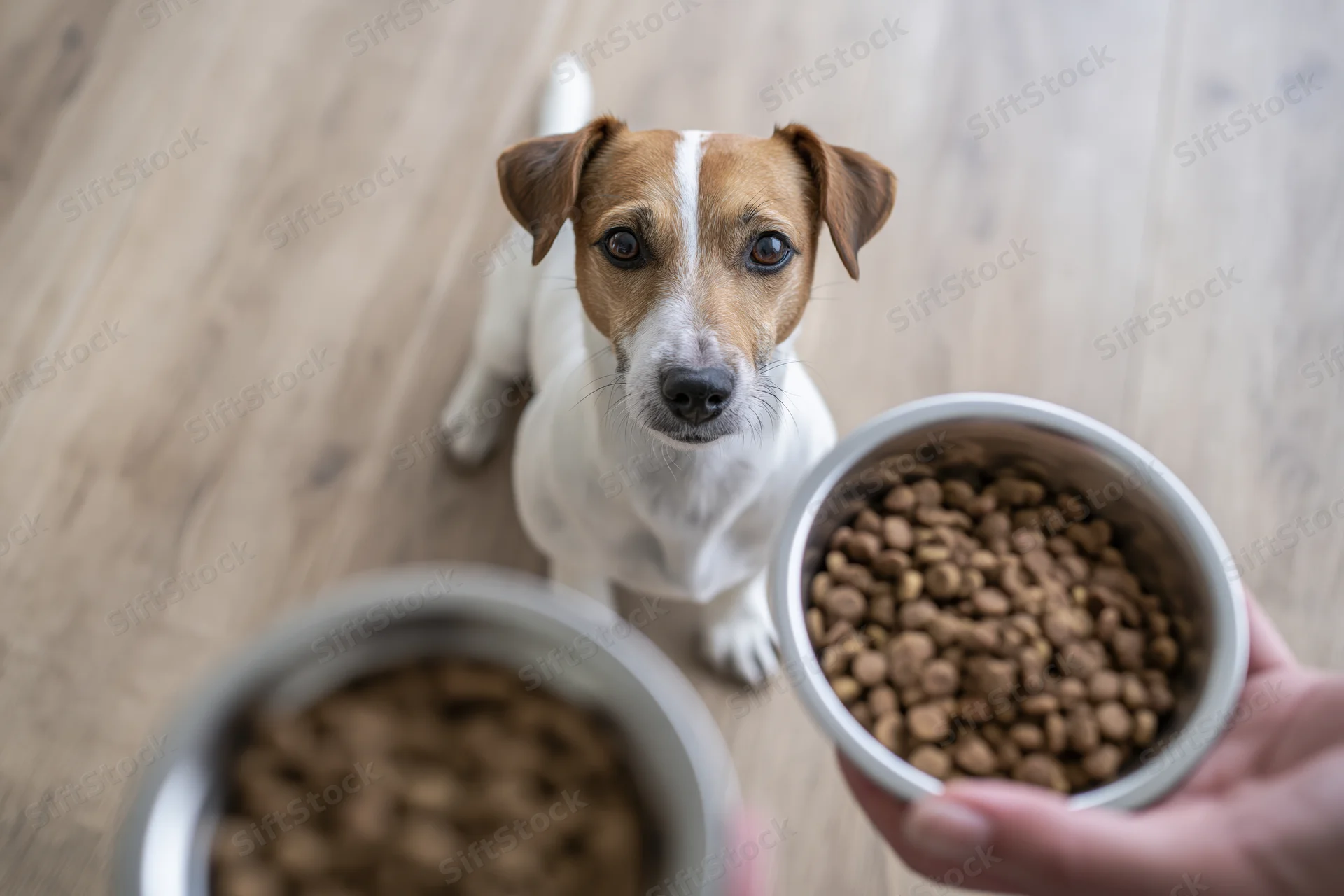 Small jack russell terrier sitting on light wood floor looking up at hand holding metal bowl of dry dog food