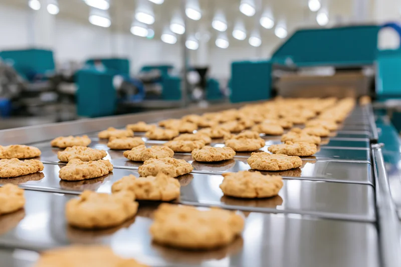 Baked cookies moving along a stainless steel conveyor in a factory