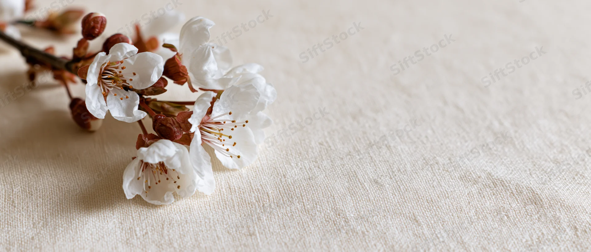 Small branch of white cherry blossoms with rust-brown buds resting on beige linen fabric