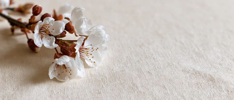 Small branch of white cherry blossoms with rust-brown buds resting on beige linen fabric