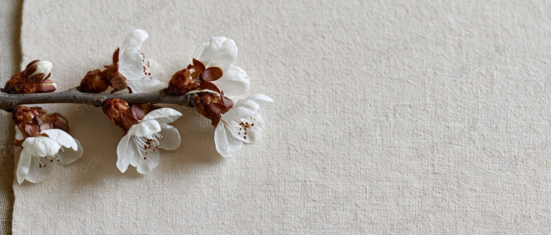 Cherry blossom branch with white flowers and brown buds resting on beige linen fabric