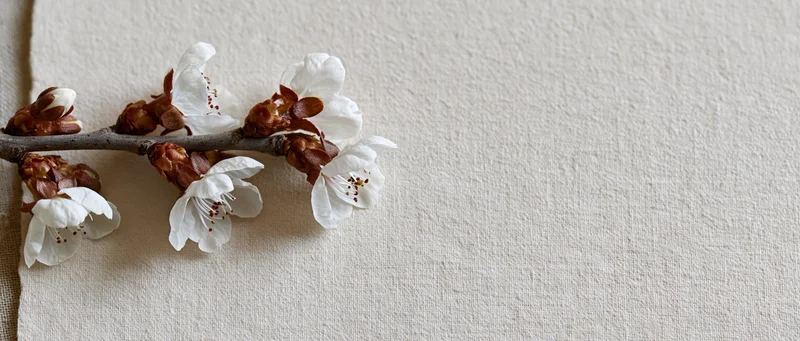 Cherry blossom branch with white flowers and brown buds resting on beige linen fabric