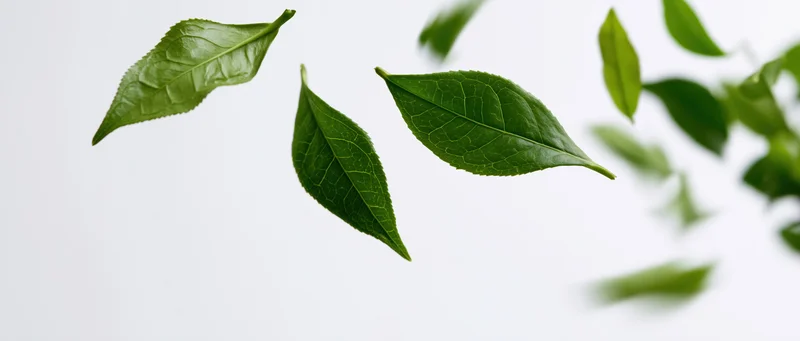 Tea leaves falling mid-air against a white background
