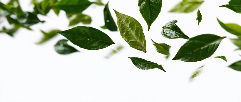 Green tea leaves falling mid-air against white background