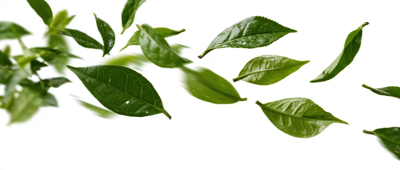 Green tea leaves falling mid-air against white background
