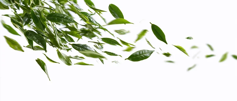 Green tea leaves floating midair against white background