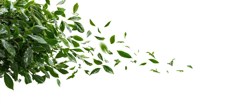 Green tea leaves floating and scattering from a bush against white background