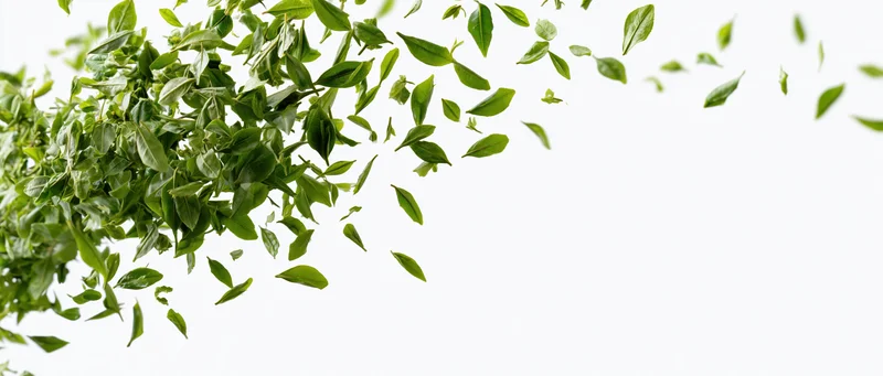 Green tea leaves floating midair against white background with copyspace