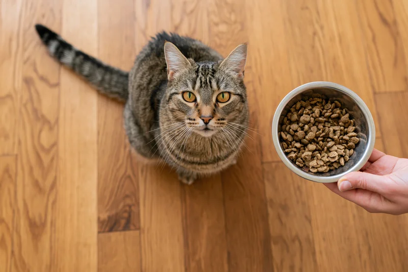 Tabby cat sitting on hardwood floor looking up at hand holding food bowl