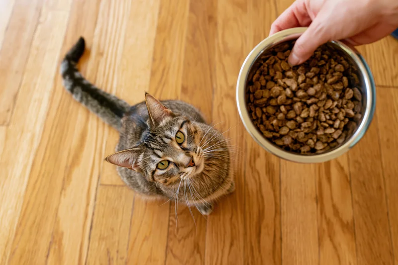 Tabby cat sitting on hardwood floor looking up at hand holding food bowl