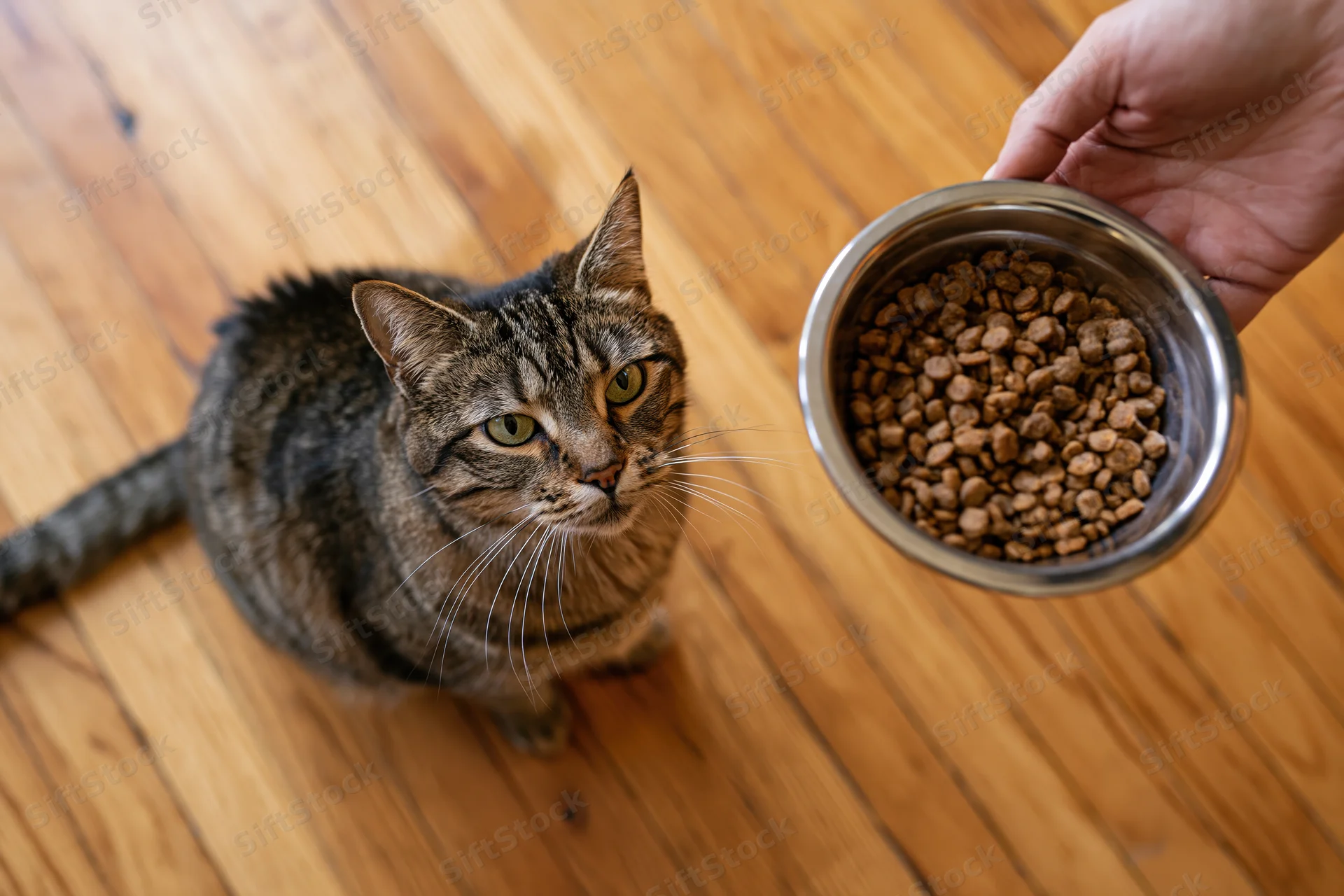 Tabby cat sitting on hardwood floor looking up at hand holding metal bowl of kibble