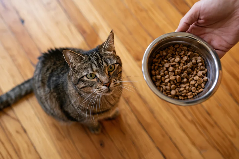Tabby cat sitting on hardwood floor looking up at hand holding metal bowl of kibble