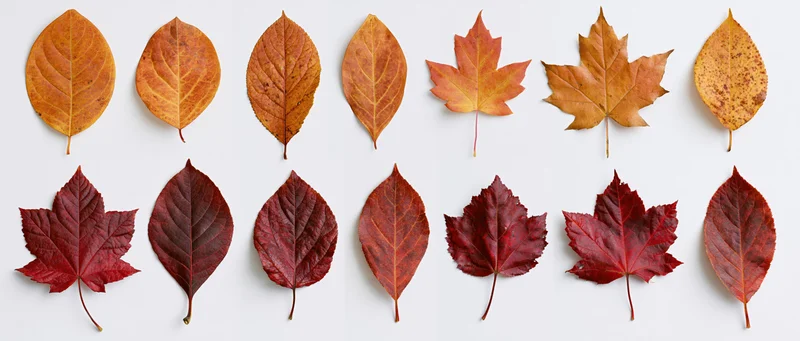 Two rows of autumn leaves arranged flat on white surface