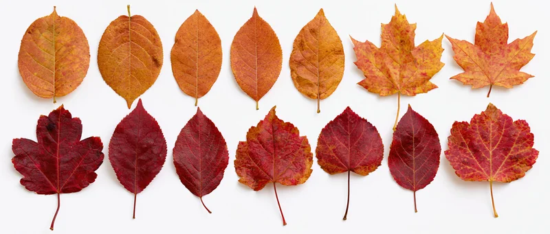 Two rows of autumn leaves arranged in a flat lay on white background