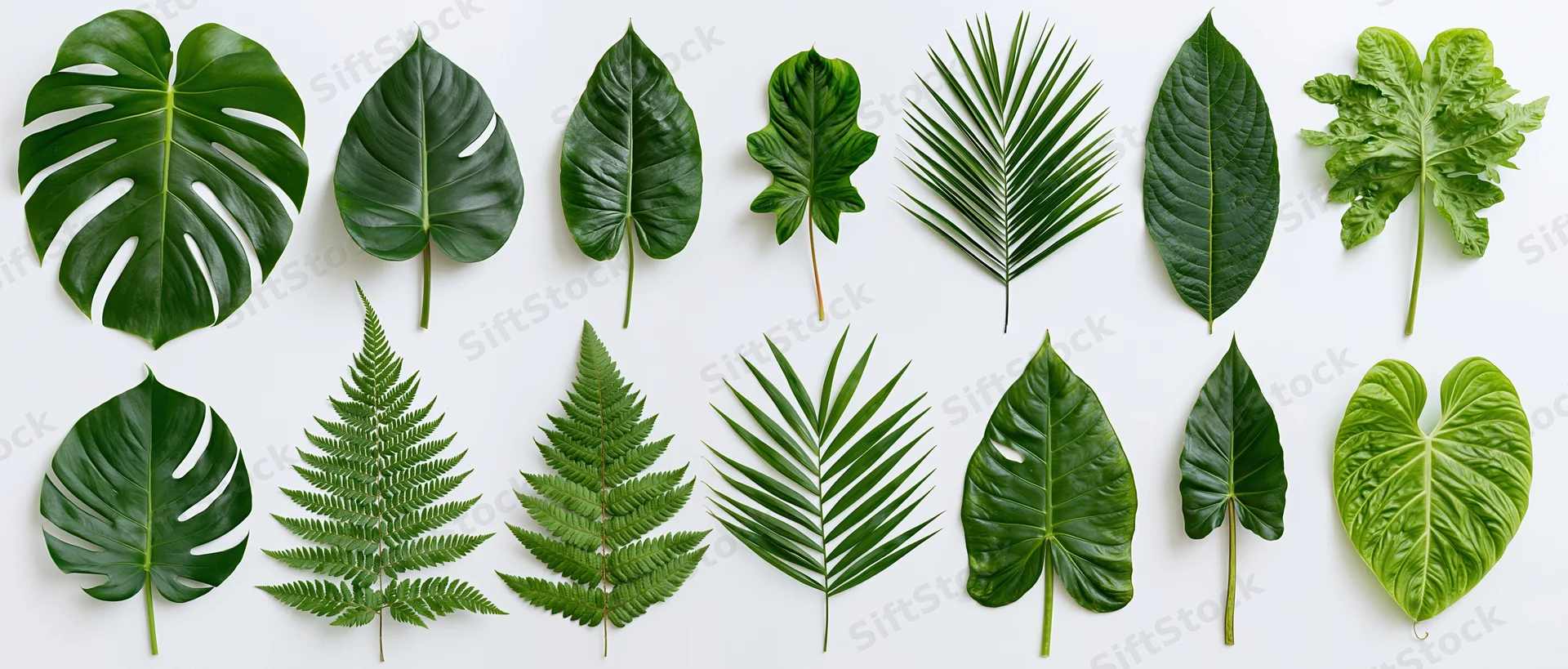 Tropical leaves arranged in two rows on white background