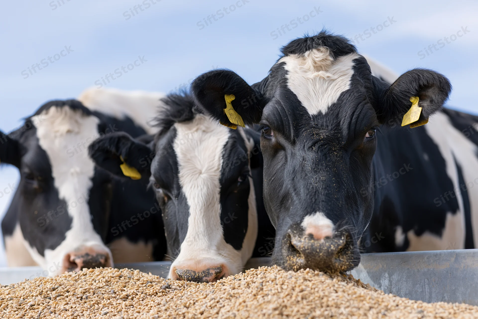 Three holstein cows eating grain from a metal trough on a farm