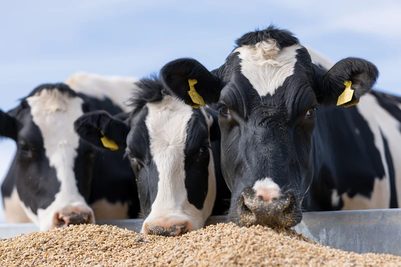 Three holstein cows eating grain from a metal trough on a farm
