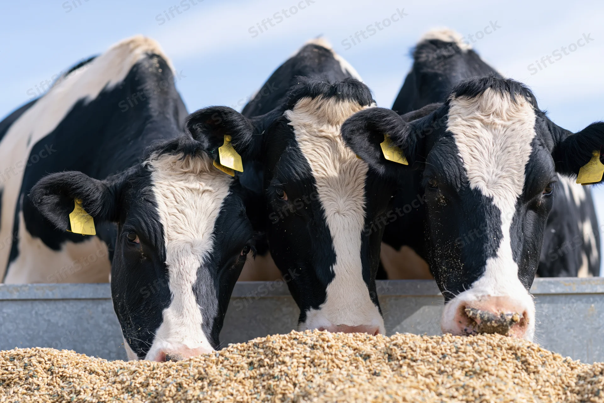 Three holstein cows eating grain from a metal trough on a farm