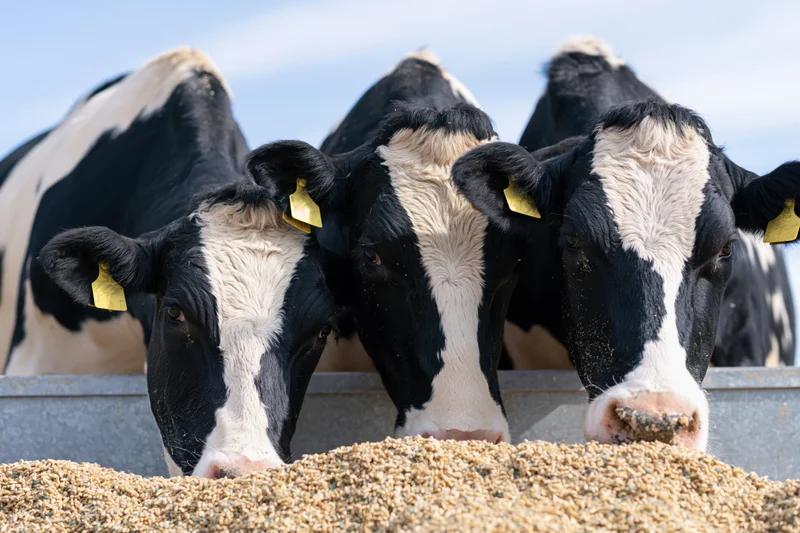 Three holstein cows eating grain from a metal trough on a farm