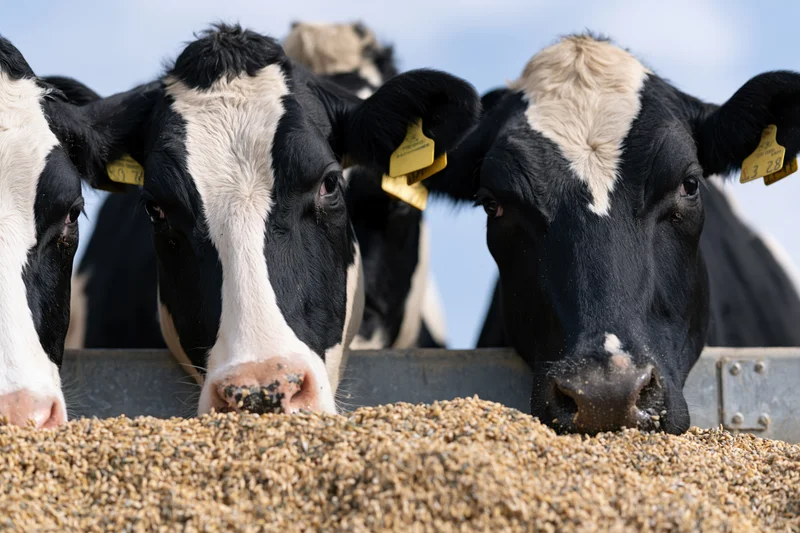 Holstein cows eating grain feed from a metal trough on a farm