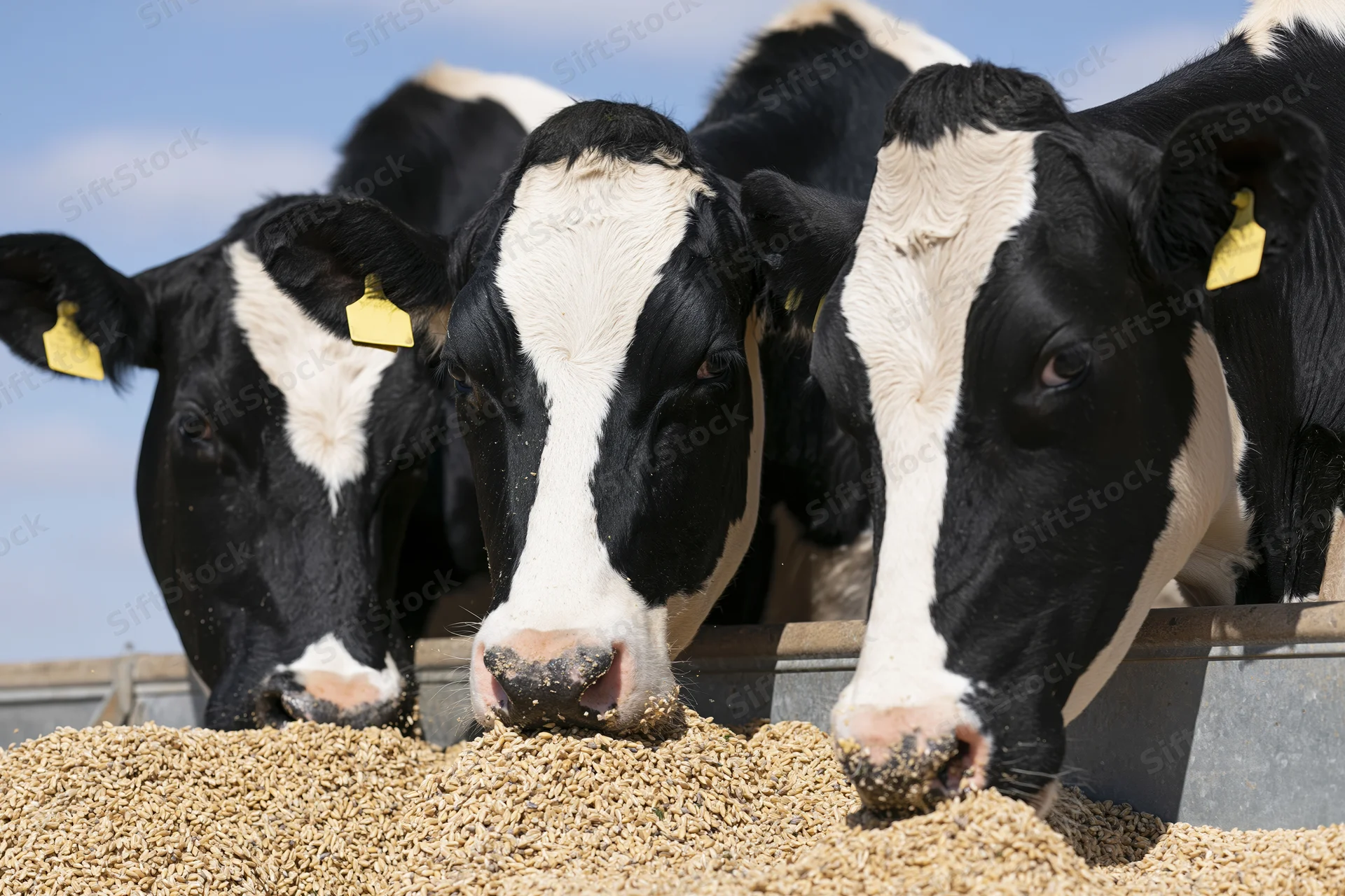 Three holstein cows eating grain from a metal trough on a farm