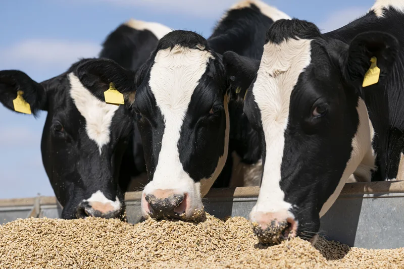 Three holstein cows eating grain from a metal trough on a farm