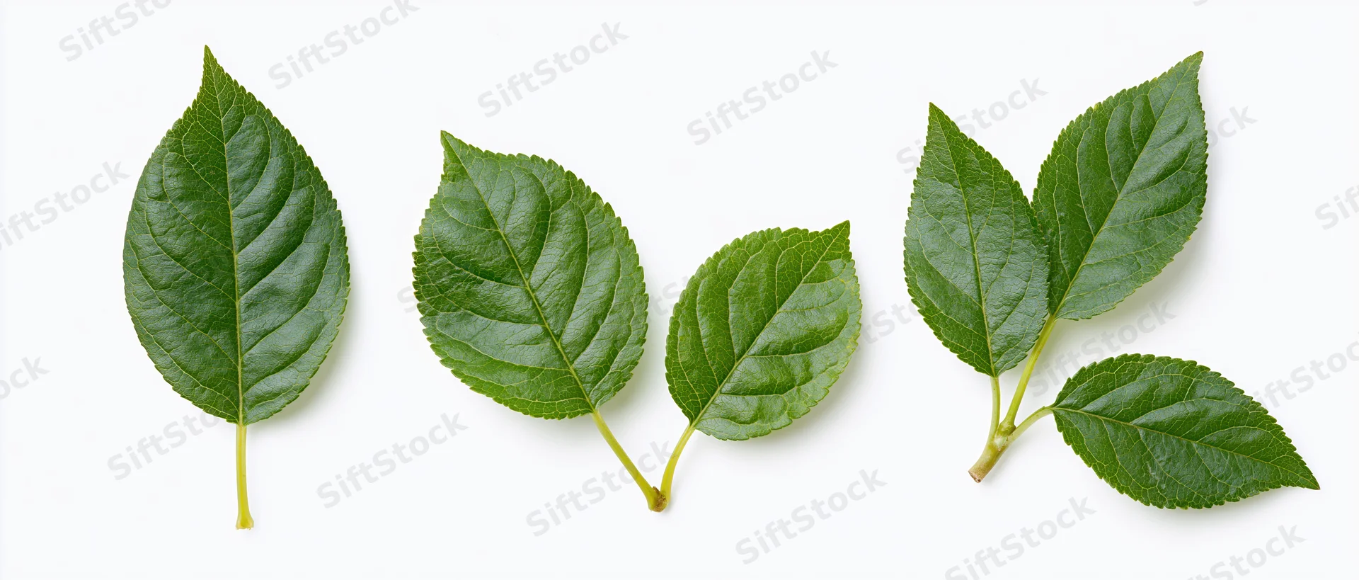 Three fresh green apple or cherry leaves arranged horizontally on white background