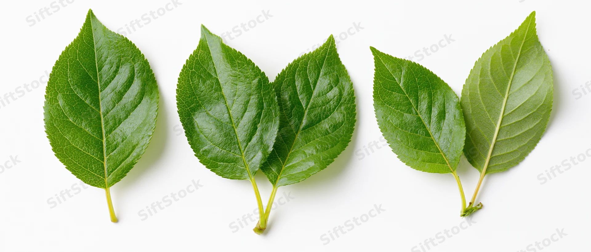 Three fresh green apple or cherry leaves arranged horizontally on white background