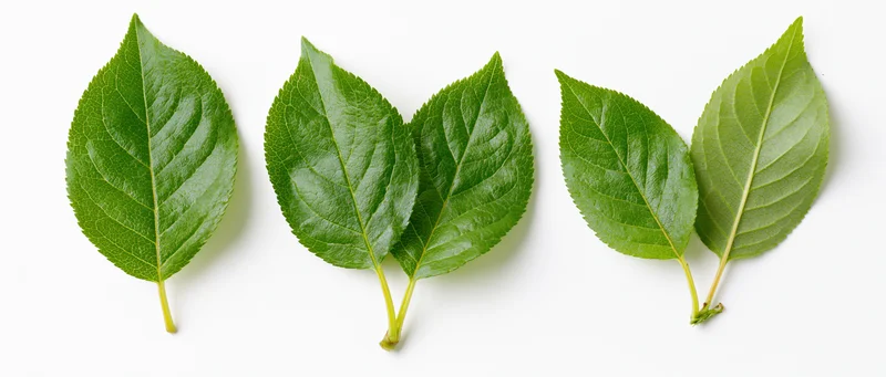 Three fresh green apple or cherry leaves arranged horizontally on white background