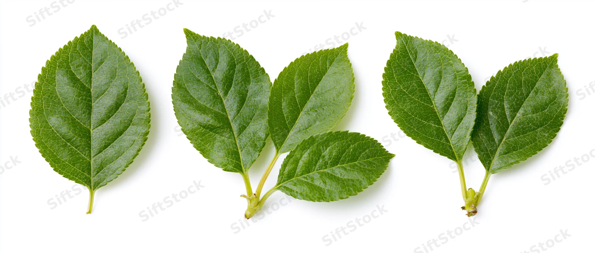 Three fresh green apple or cherry leaves arranged horizontally on white background