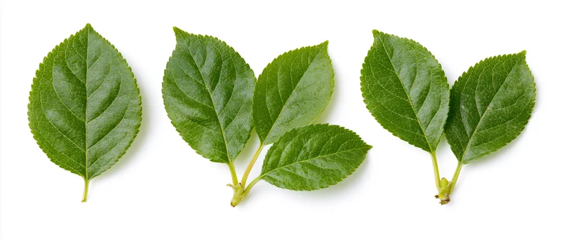 Three fresh green apple or cherry leaves arranged horizontally on white background