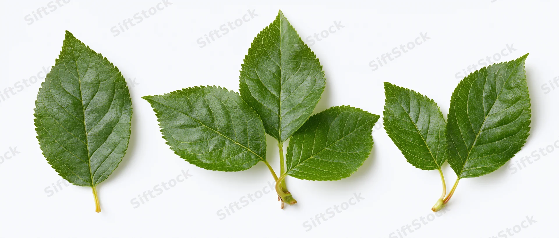 Three fresh green apple or cherry leaves arranged horizontally on white background