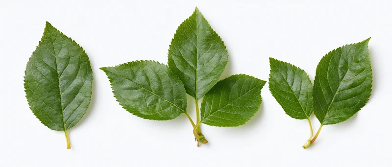 Three fresh green apple or cherry leaves arranged horizontally on white background