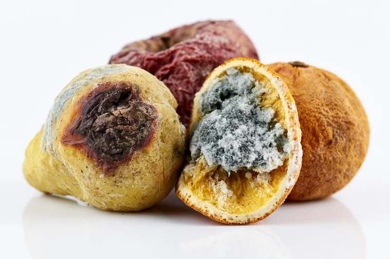 Rotting fruits with mold and decay arranged on a white surface