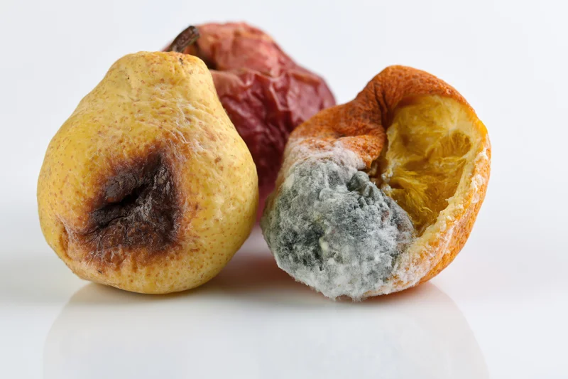 Three rotting fruits with mold and decay on a white surface