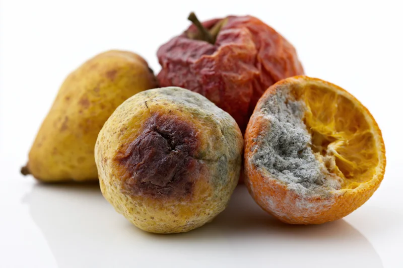 Rotting fruits with mold and decay arranged on a white surface