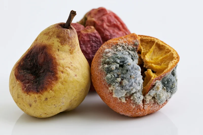 Rotting pear, orange, and apple arranged on a white surface