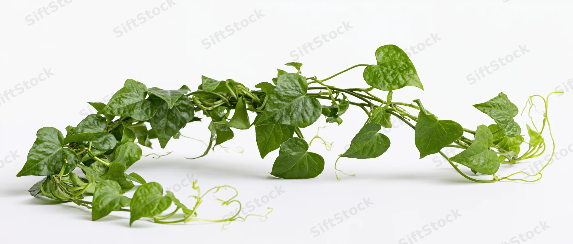 Trailing green vine with heart-shaped leaves and curling tendrils on white background