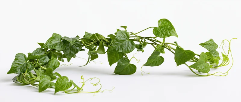 Trailing green vine with heart-shaped leaves and curling tendrils on white background