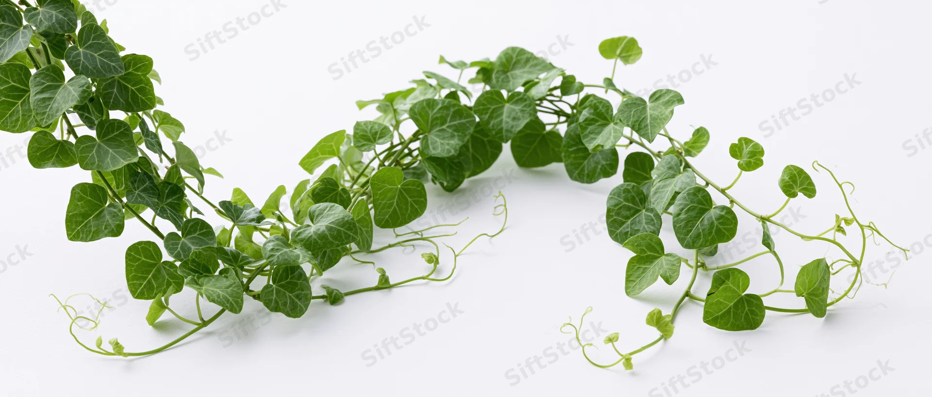 Trailing green vine with heart-shaped leaves and curling tendrils on white background